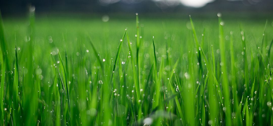 Why Fertilize your Lawn?